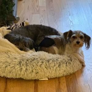 Meet your Posher, Kira